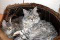 N�hled: A kone�n� jsme kamar�di!!!