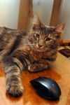 N�hled: Ko�ka s my�kou.