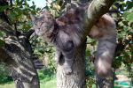 N�hled: Jsem p�eci divok� �elma... a tak� here�ka.