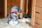 N�hled: S obl�benou hra�kou.