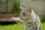 N�hled: Garraty Ori