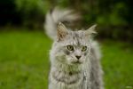 N�hled: Garraty Ori