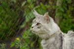 N�hled: Garraty Ori