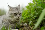 N�hled: Garraty Ori