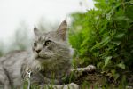 N�hled: Garraty Ori
