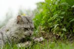 N�hled: Garraty Ori