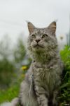 N�hled: Garraty Ori