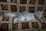 N�hled: Nebojte se, my�i, Gari� v�s neusly��!