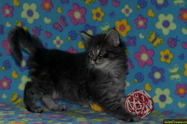 Agatha Garr - 5 t�dn�