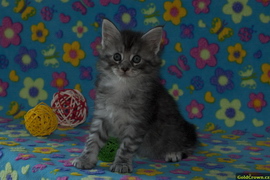 Amelia Garr - 5 t�dn�