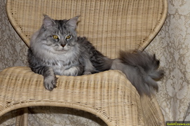 Garraty Ori Pretty Coon