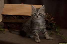 Amelia Garr - 7,5 t�dn�