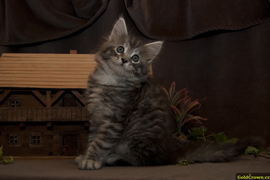 Arsen Garr - 7,5 t�dn�