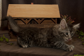 Arsen Garr - 7,5 t�dn�