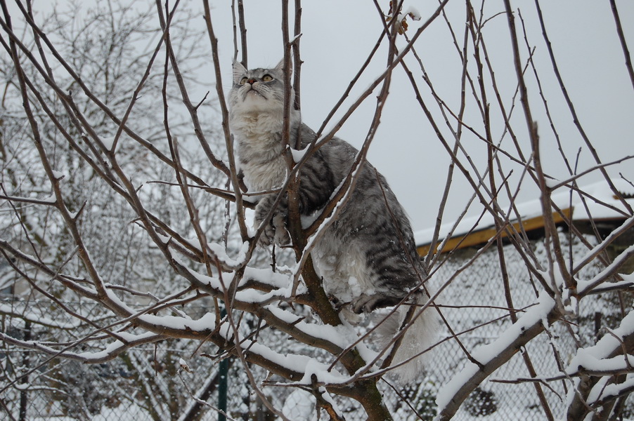 �koda, �e neum�m l�tat jako pt�ci