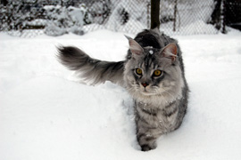 Garraty Ori Pretty Coon na sn�hu