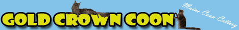 Gold Crown Coon - chovatelsk� stanice ko�ek Maine Coon